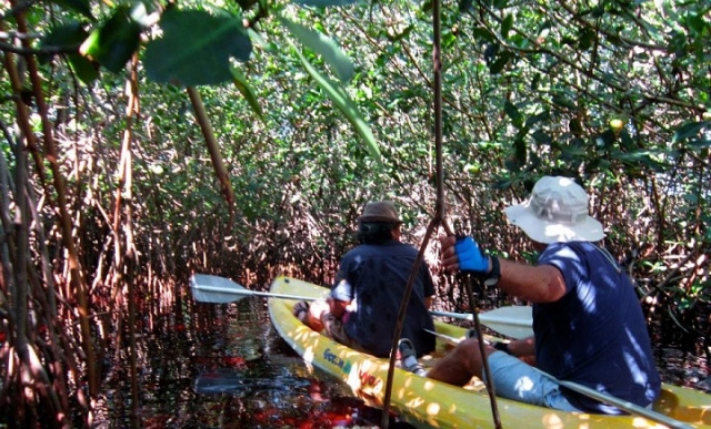remando en manglaternera
